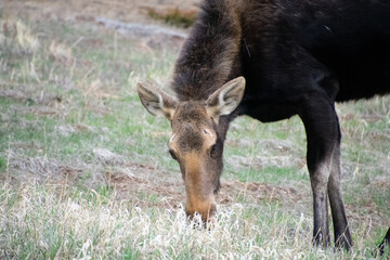 moose grazing in a field