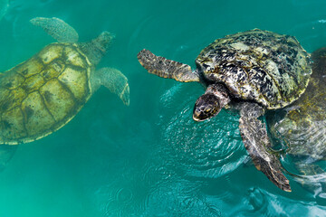 Green Sea Turtles at Cayman Turtle Centre
