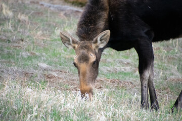 moose grazing in a field