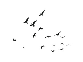 birds flying on sky isolated on white background