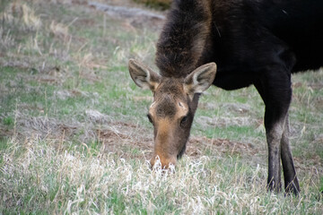 moose grazing in a field