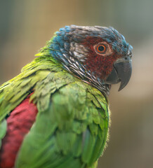 Portrait of a Venezuelan Parakeet (Pyrrhura emma)