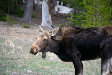 moose grazing in a field
