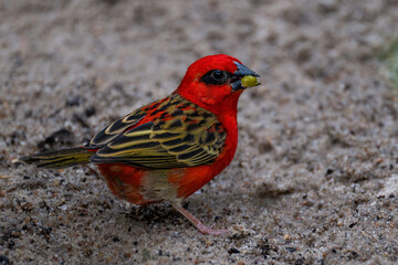 Red or Madagascar Fody (Foudia madagascariensis)