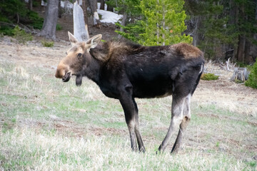 moose grazing in a field