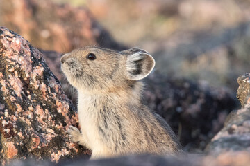 American Pika