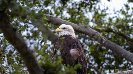 An American Bald Eagle looking regale in a tree
