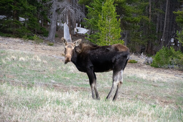 moose grazing in a field