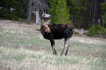 moose grazing in a field