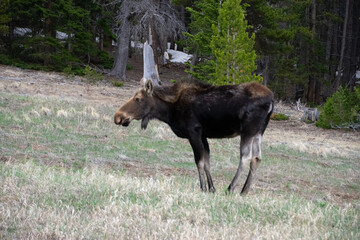 moose grazing in a field