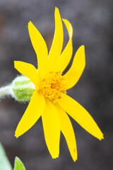 Arnica