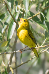 Yellow Warbler