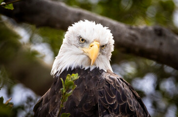 An American Bald Eagle looking regale in a tree