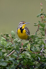Western Meadowlark