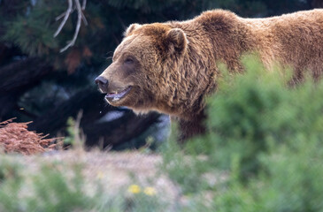 A bear possibly a grizzly bear or a Brown bear. You decide.