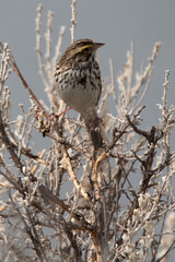 Savannah Sparrow