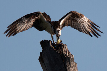 Osprey eating fish