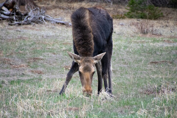 moose grazing in a field