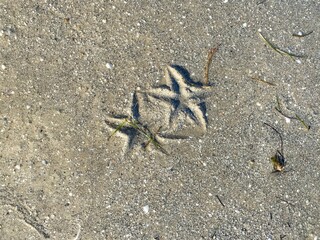 Starfish impressions