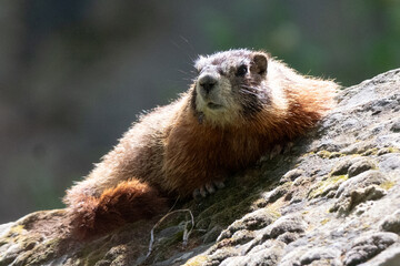 Yellow-bellied Marmot