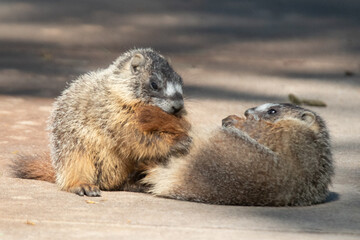 Baby Marmots
