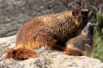 Marmot mom and pup
