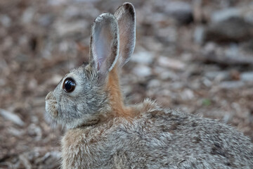 Cottontail