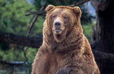 A bear possibly a grizzly bear or a Brown bear. You decide.