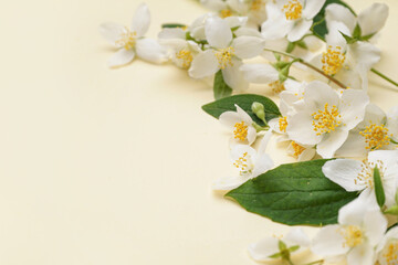Fresh jasmine flowers on color background, closeup