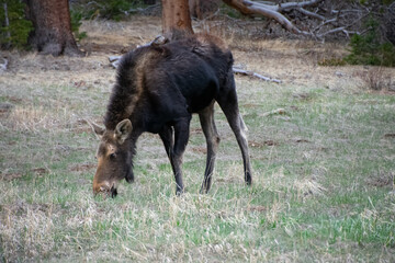moose grazing in a field
