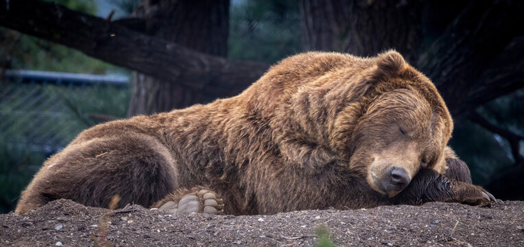 A bear possibly a grizzly bear or a Brown bear. You decide.