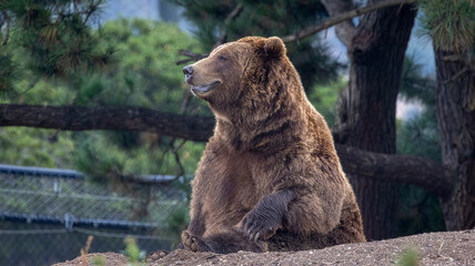 A bear possibly a grizzly bear or a Brown bear. You decide.