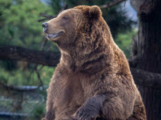 A bear possibly a grizzly bear or a Brown bear. You decide.
