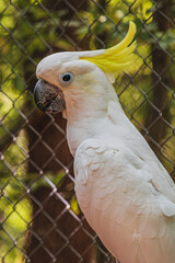 Sulphur crested Cockatoo Cacatua galerita