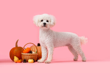 Cute little dog with wicker basket, forest bumps and pumpkins on pink background. Thanksgiving day celebration