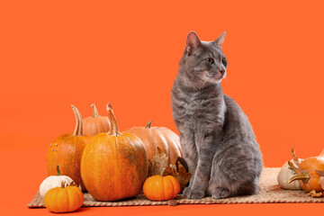 Cute cat with pumpkins and fallen leaves on rug against orange background. Thanksgiving Day...