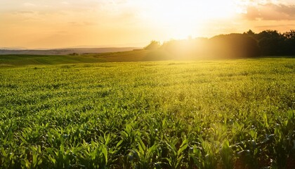 a lush green field of crops bathed in golden sunlight symbolizing sustainable agriculture and the growth of fresh produce