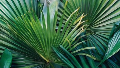 Obraz premium modern tropical background jungle plants nature backdrop summer palm leaves wallpaper
