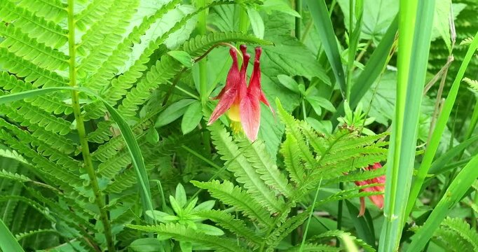 Close up view of large fern plants covering a wilderness trail near the Knife River in Minnesota.