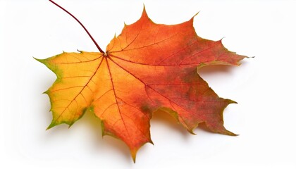 Obraz premium colorful maple leaf in autumn isolated on white background fall season foliage texture