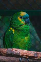Blue-Fronted Amazon Parrot or Turquoise Fronted Amazon Parrot