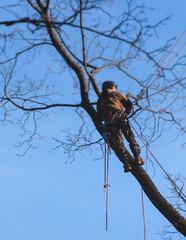 Arborist tree surgeon cutting and trimming tree branches with chainsaw, lumberjack woodcutter in uniform climbing and working on heights, process of tree trunk pruning and sawing on top in sunny day
