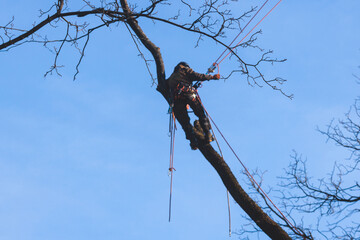 Arborist tree surgeon cutting and trimming tree branches with chainsaw, lumberjack woodcutter in...