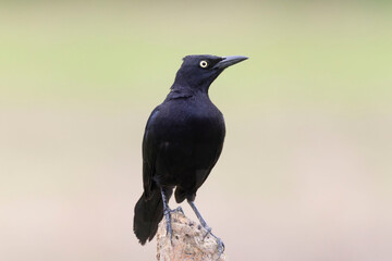 Obraz premium Carib Grackle (Quiscalus lugubris)