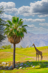 Fototapeta premium Exploring the Living Desert Zoo in Plam Desert, California