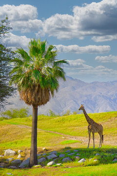 Exploring the Living Desert Zoo in Plam Desert, California