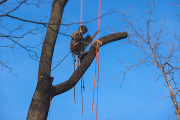 Arborist tree surgeon cutting and trimming tree branches with chainsaw, lumberjack woodcutter in...