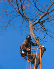 Arborist tree surgeon cutting and trimming tree branches with chainsaw, lumberjack woodcutter in uniform climbing and working on heights, process of tree trunk pruning and sawing on top in sunny day