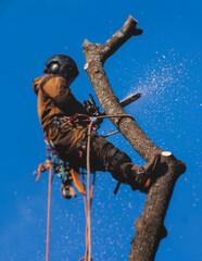 Arborist tree surgeon cutting and trimming tree branches with chainsaw, lumberjack woodcutter in uniform climbing and working on heights, process of tree trunk pruning and sawing on top in sunny day