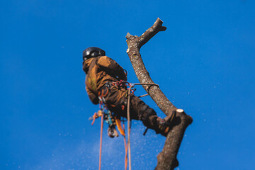 Arborist tree surgeon cutting and trimming tree branches with chainsaw, lumberjack woodcutter in...